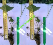 irish-ivy-25-cm-multiplate-dunger[1].jpg